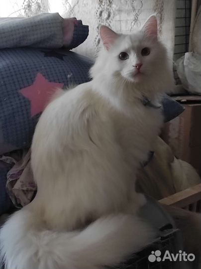 Пушистое снежное чудо