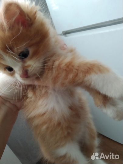 Солнечный зайчик