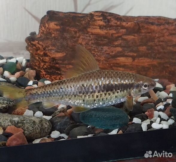 Сиамский водорослеед