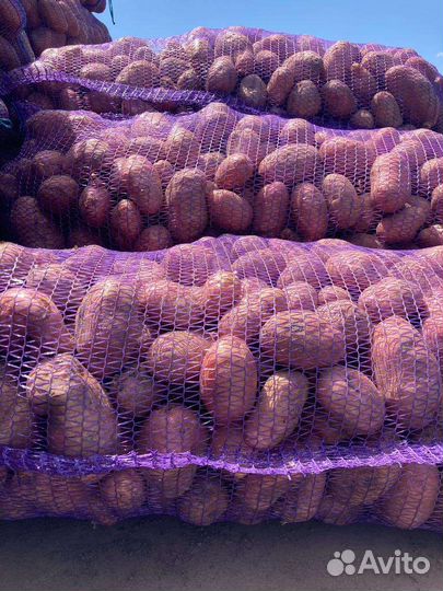 Картофель крамской