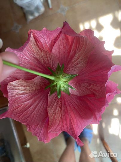 Сортовые Гибискусы