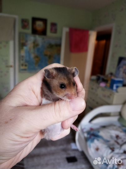 Сирийский хомяк