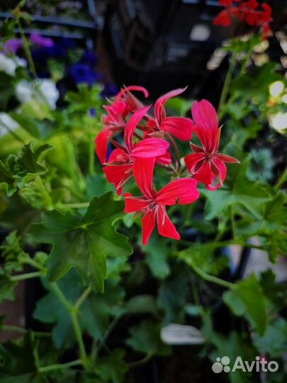 Комнатные цветы