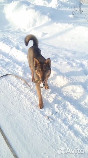 Патрик рыжее солнышко