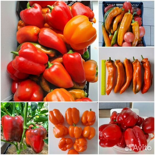 Шикарный перец семена