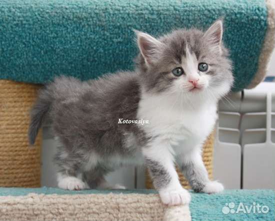 Сибирские котята