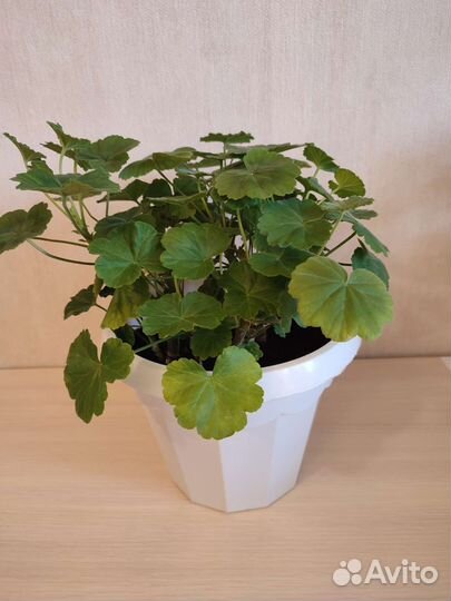 Герань пеларгония