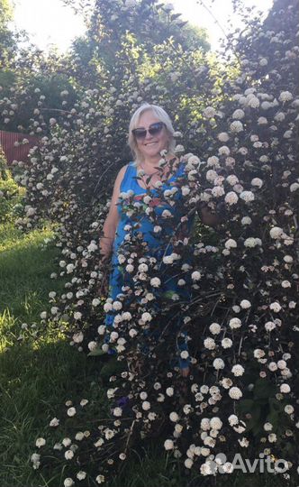 Куст Пузыреплодник