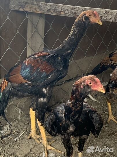 Бойцовые петухи