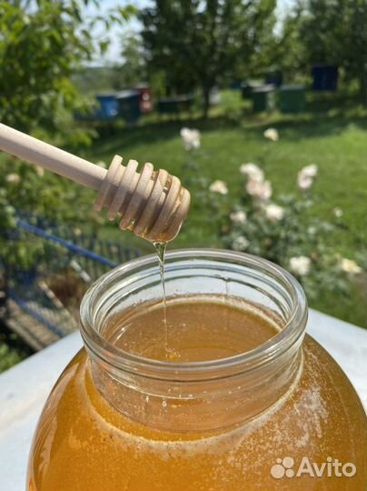 Мед акация 2024 июнь