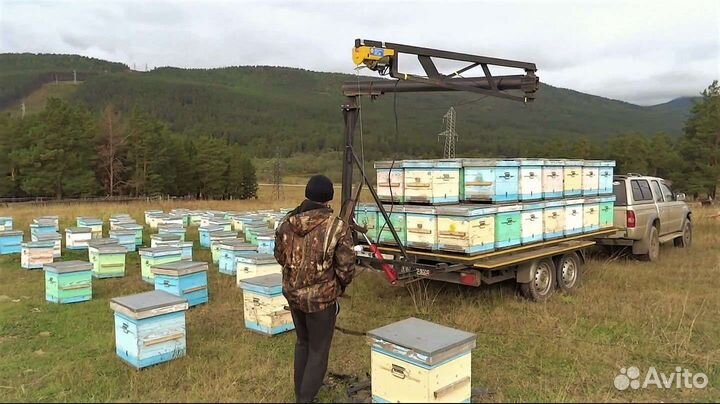 Принимаем заказы на пчелосемьи 