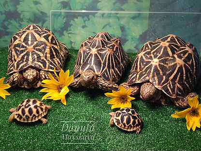 Черепахи сухопутные, малыши