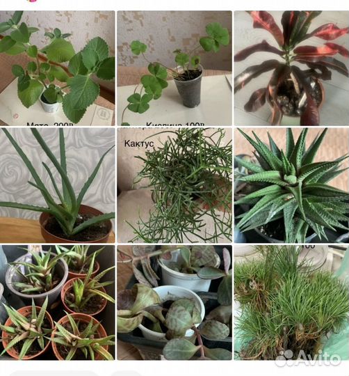 Комнатные цветы