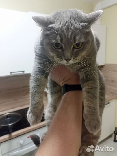 Британская кошка в дар