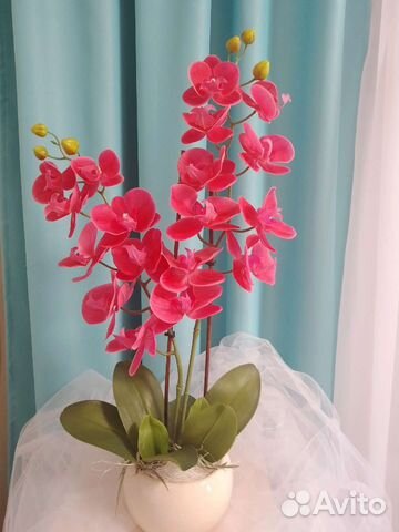 Орхидея фаленопсис