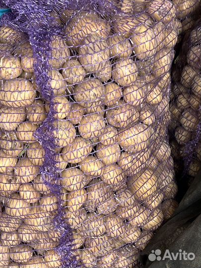 Мелкий картофель на корм животным