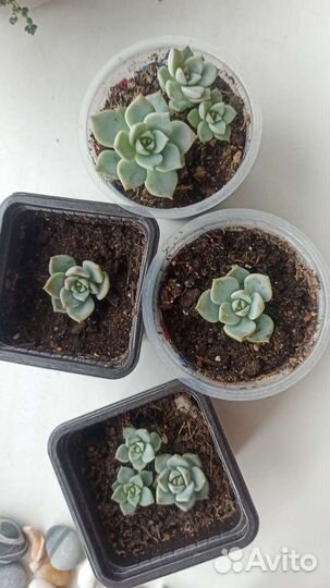 Суккуленты