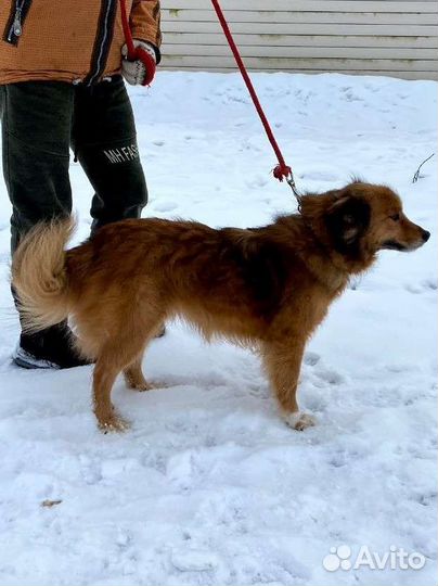 Марта ищет дом