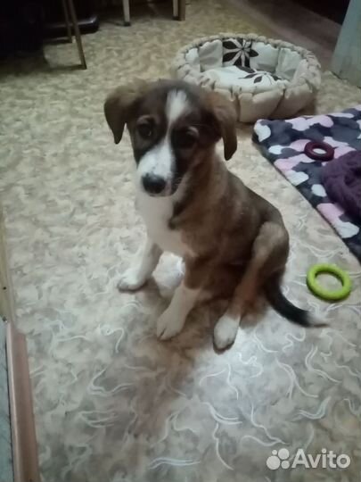 Молоденькая Мила