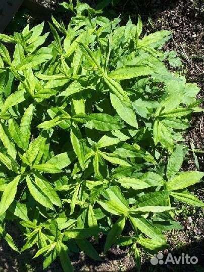 Флокс снежно-белый,многолетник