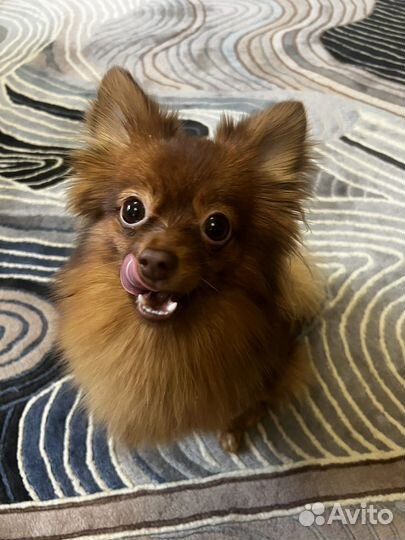 Немецкий шпиц(мальчик) ищет невесту