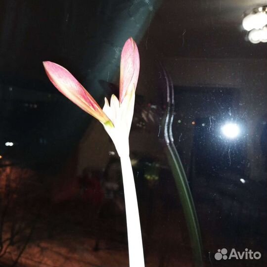 Гиппиаструм