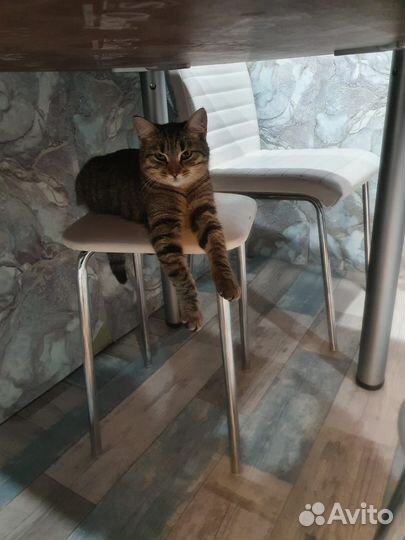 Кошка в дар бесплатно