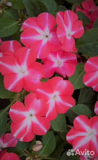 Колеус, бальзамин рассада для дома,балкона, клумбы