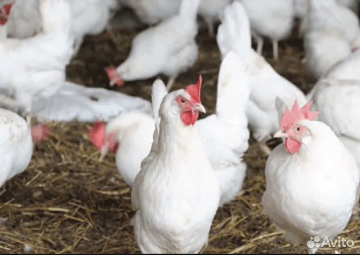 Куры несушки яичные Хайсекс