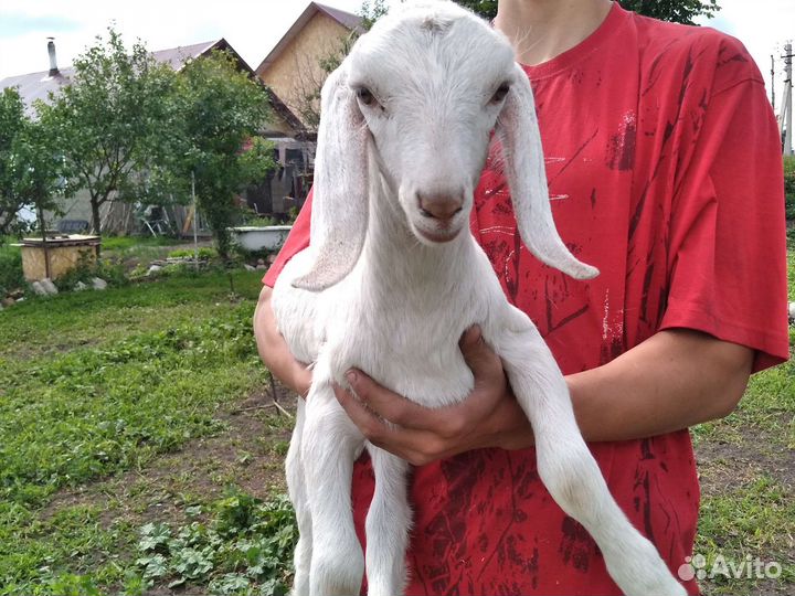 Козочки и козлята