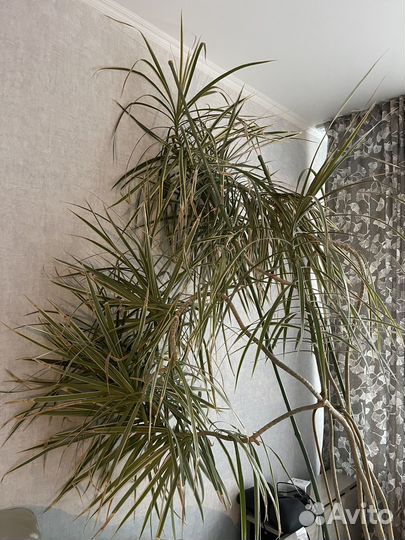 Продам цветы комнатные