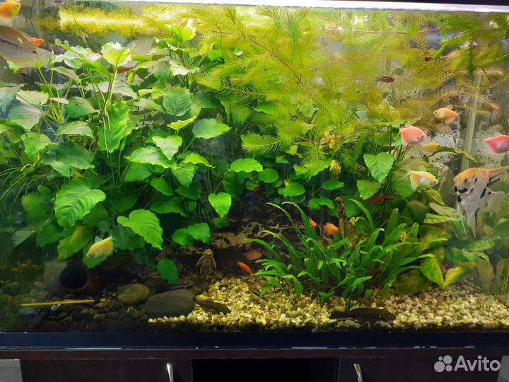 Аквариумные растения, рыбки