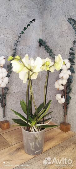 Орхидея Белая