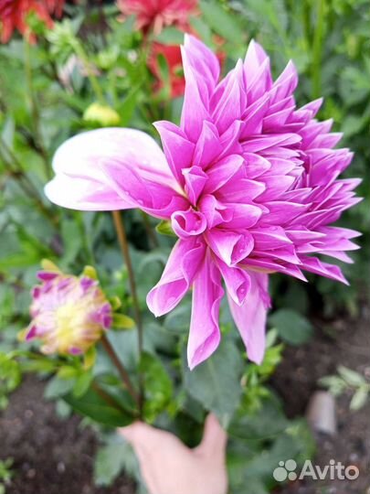 Цветы на срез