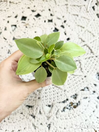 Пеперомия пикси лайм