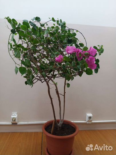 Крупные растения