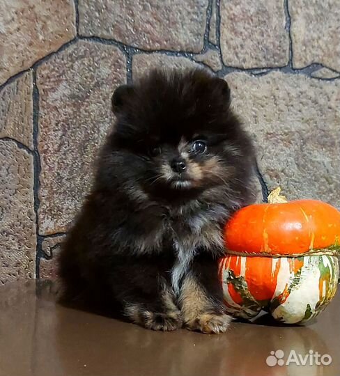 Шпице- мишки