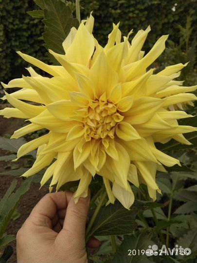 Георгины клубни