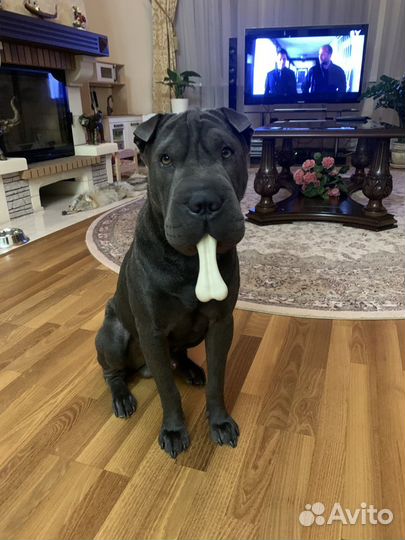 Ищем невесту для вязки