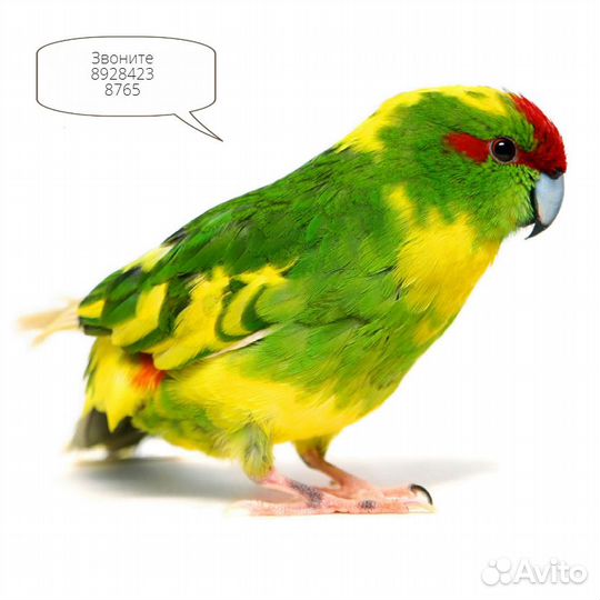 Продажа попугаев