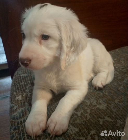 Щенки только в хорошие руки