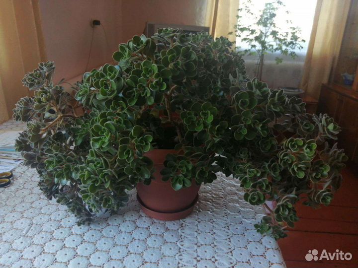 Аихризон или Дерево любви