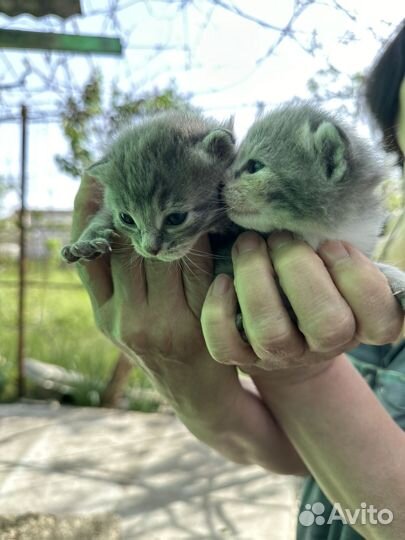 Вислоухие котята