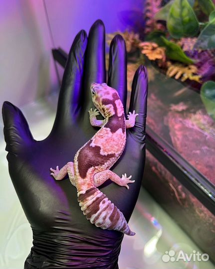 Гемитеконикс Zulu het Oreo, Caramel, Amel