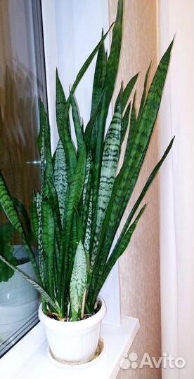 Сансевиерия Щучий хвост