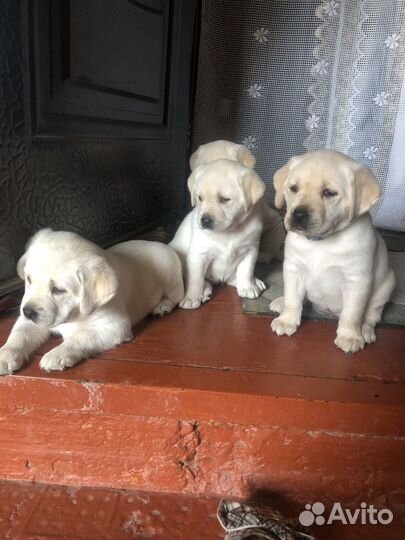 Лабрадор ретривер щенки