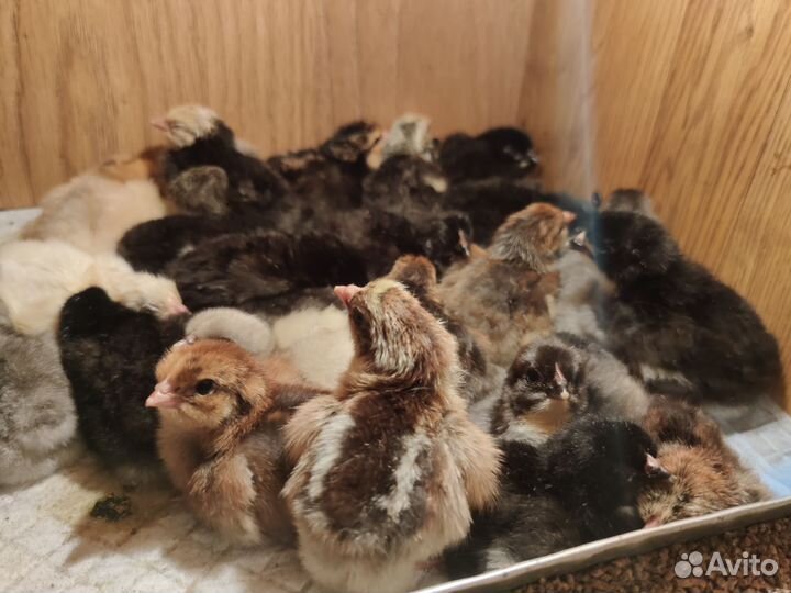 Цыплята
