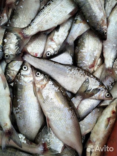 Рыба пелядь сырок чебак окунь судак