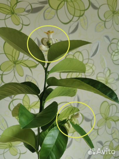 Лимон плодоносящий 68 см цветет