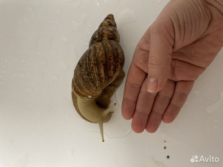 Улитки ахатины большие